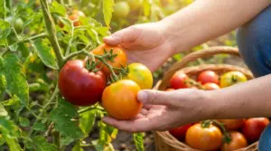 Mani che controllano il colore e la consistenza dei pomodori maturi sulla pianta nell'orto