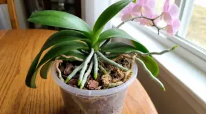 Orchidea Phalaenopsis in vaso trasparente con radici aeree verdi e argentate vicino a una finestra