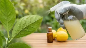 Spray naturale su foglia con afidi, mano con guanto e nebulizzatore vicino a limoni su un tavolo