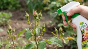 Mano che spruzza un rimedio naturale su boccioli di rosa infestati da afidi in giardino