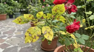 Foglie di rosa ingiallite con macchie scure e colonie di afidi neri su un ramo, in un giardino