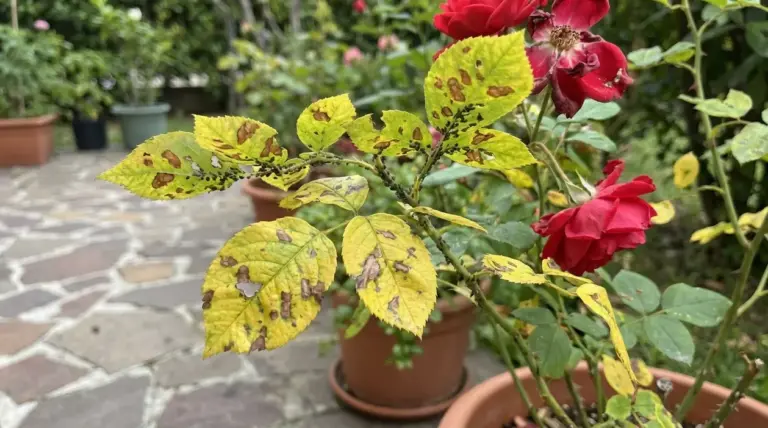 Foglie di rosa ingiallite con macchie scure e colonie di afidi neri su un ramo, in un giardino