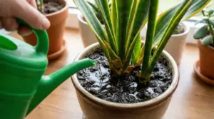 Annaffiatura eccessiva di una sansevieria in vaso con terriccio zuppo, possibile causa di marciume radicale