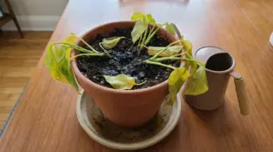 Pianta in vaso con foglie ingiallite e afflosciate e terriccio molto bagnato, segni di irrigazione eccessiva