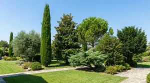 Giardino curato con alberi sempreverdi e vialetto in pietra, conifere e arbusti verdi in una giornata di sole