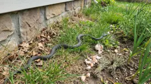 Serpente scuro che striscia nell’erba vicino al muro esterno di una casa, in giardino tra foglie secche e bulbi d’aglio