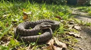 Serpente arrotolato nell’erba del giardino, vicino a un vialetto soleggiato