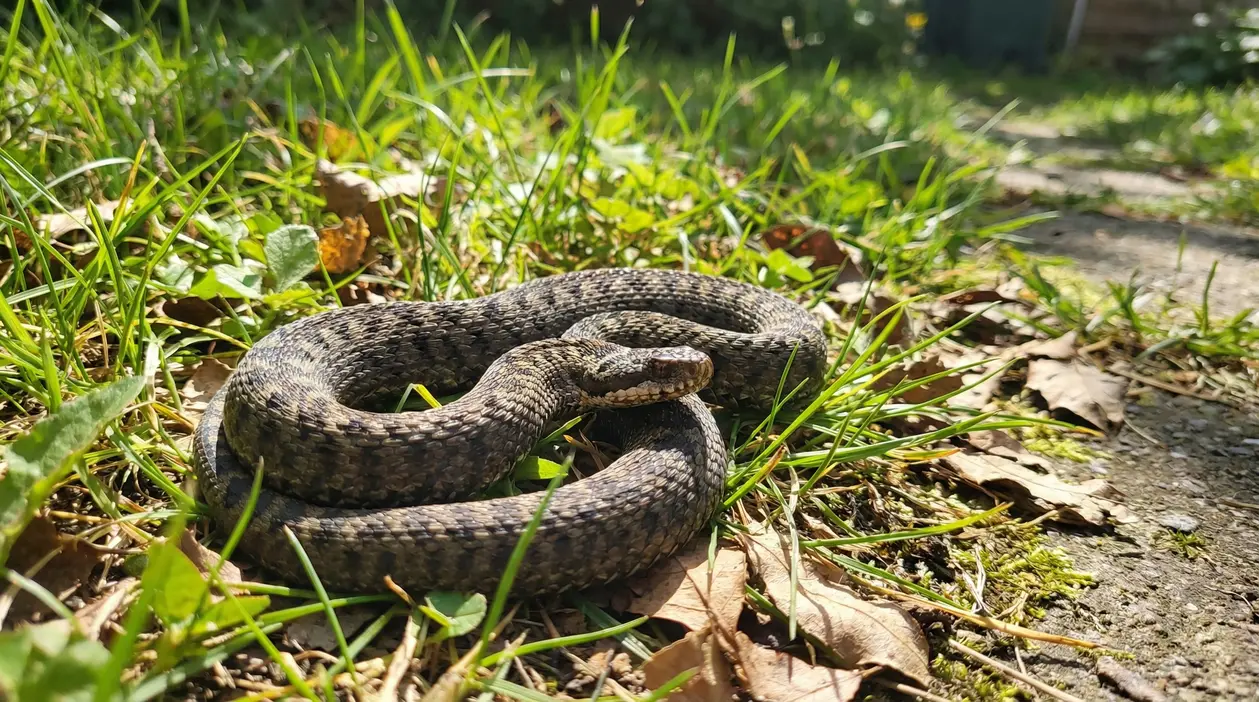 Serpente arrotolato nell’erba del giardino, vicino a un vialetto soleggiato