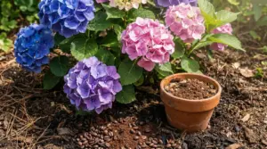 Ortensie blu, viola e rosa in giardino con vaso di terracotta e fondi di caffè sul terreno