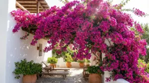 Bouganville fucsia in piena fioritura che ricopre un pergolato e una terrazza con vasi e sdraio