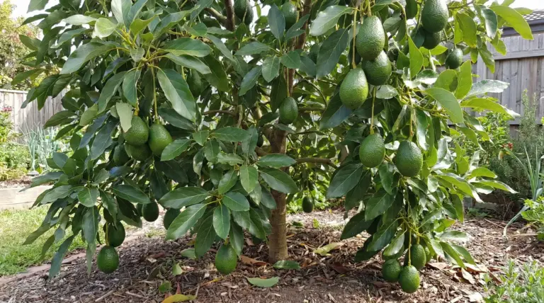 Albero di avocado in giardino con numerosi frutti maturi appesi tra le foglie