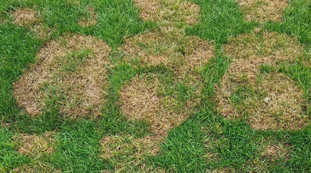 Prato con chiazze secche e ingiallimenti tra aree verdi, segno di stress idrico o terreno compatto